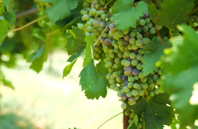 Vitigni resistenti, al via la sesta edizione del concorso vini Piwi