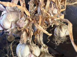 Aglio rosa di Nicastro – foto Slow Food archivi