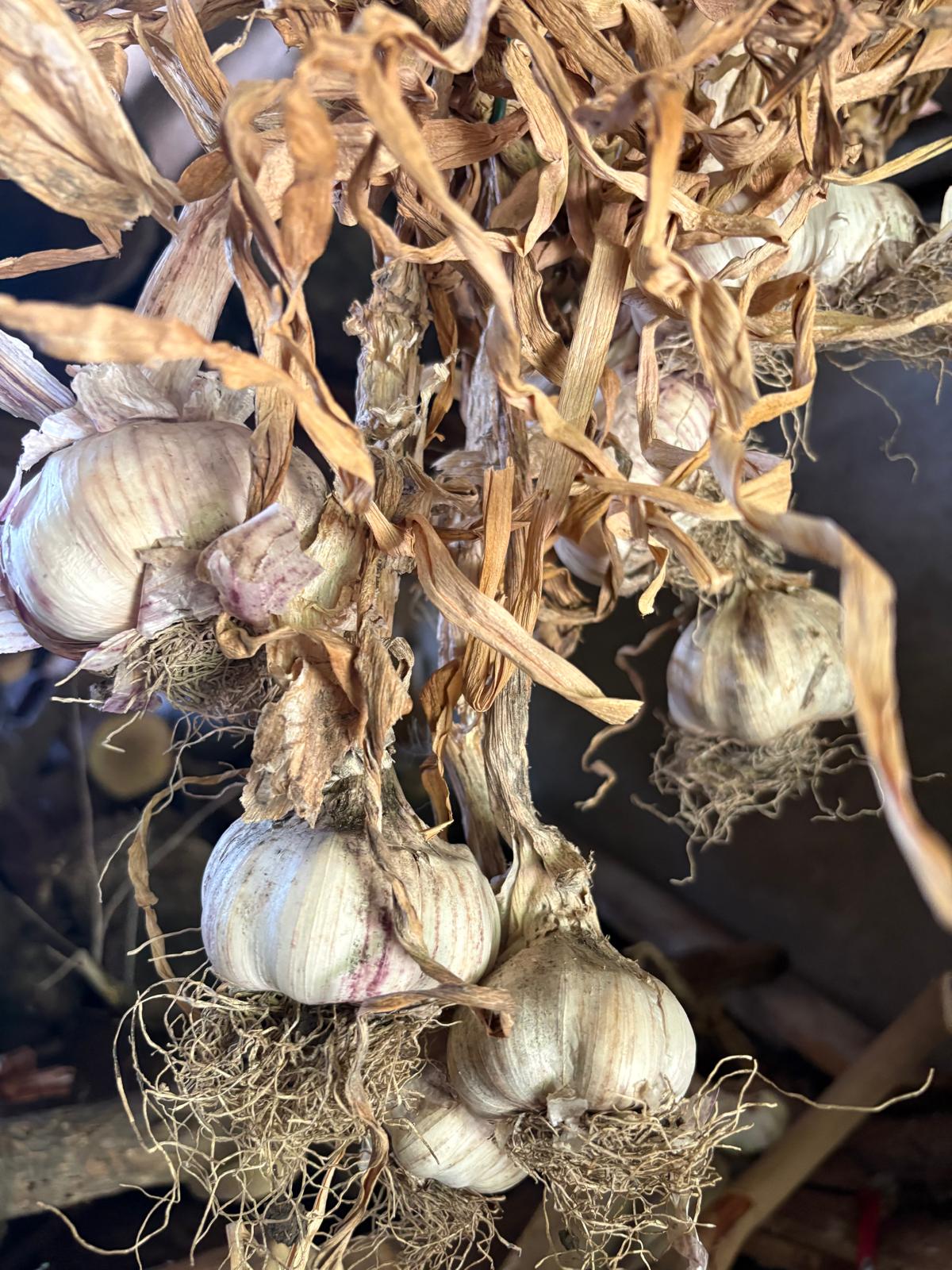 Aglio rosa di Nicastro – foto Slow Food archivi