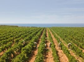 Vendemmia in Sicilia