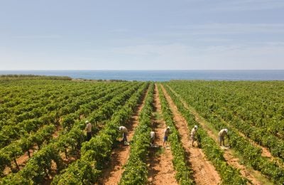 Vendemmia in Sicilia