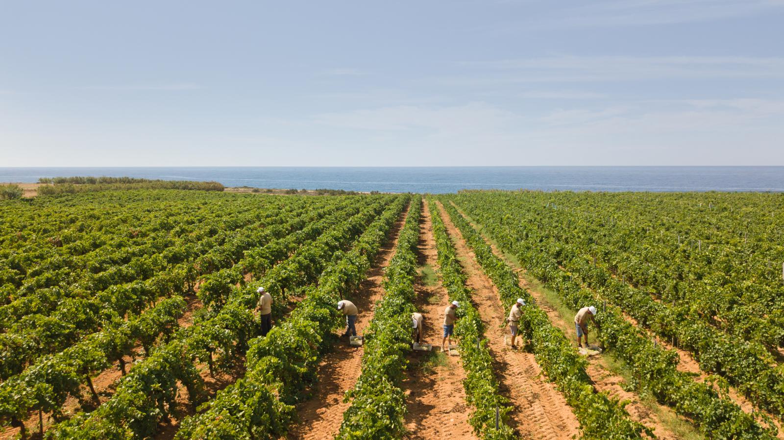 Vendemmia in Sicilia