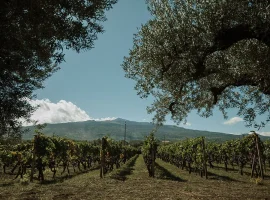 Tenute dei Ciclopi, le vigne a Castiglione di Sicilia – foto tenutedeiciclopi.it