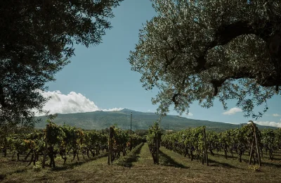 Tenute dei Ciclopi, le vigne a Castiglione di Sicilia – foto tenutedeiciclopi.it