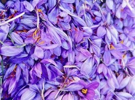 Lo zafferano di Sardegna Dop