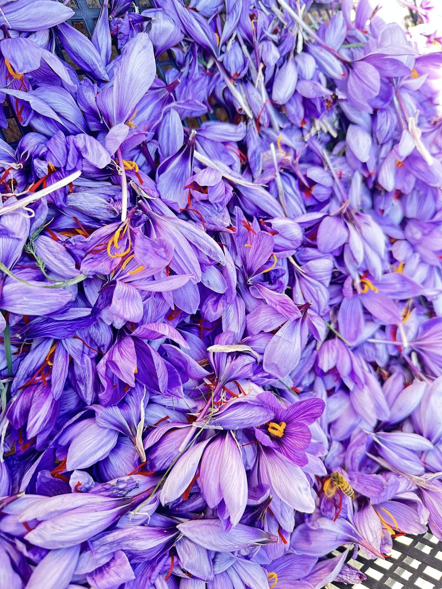 Lo zafferano di Sardegna Dop